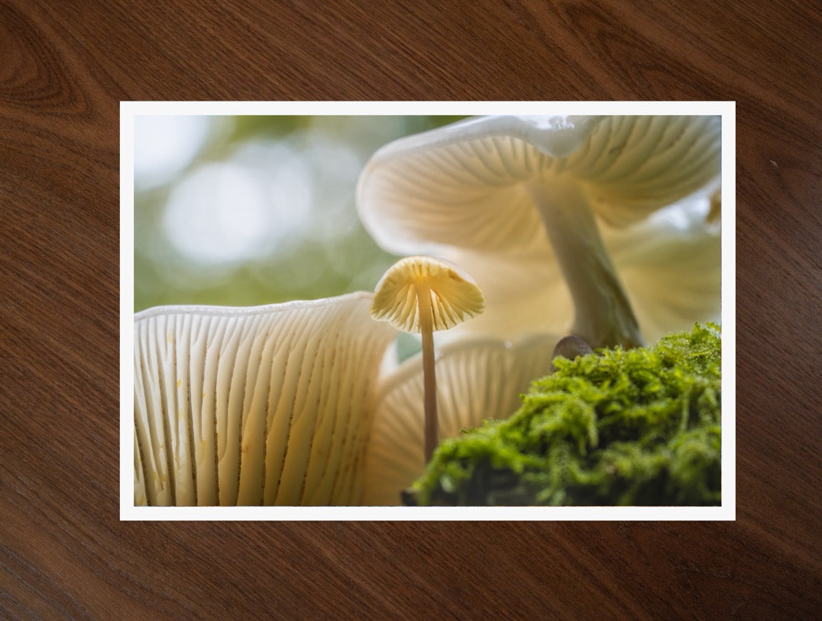 Among the Gills print