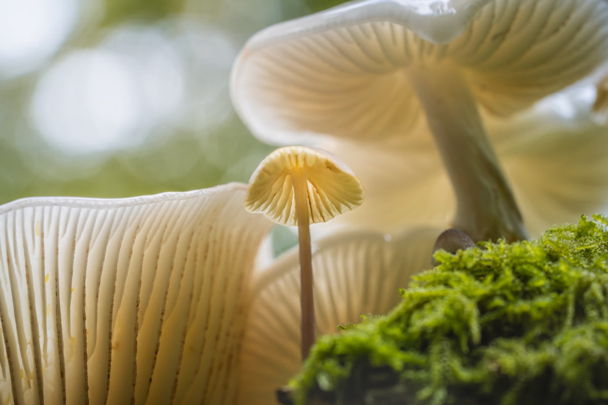Among the Gills