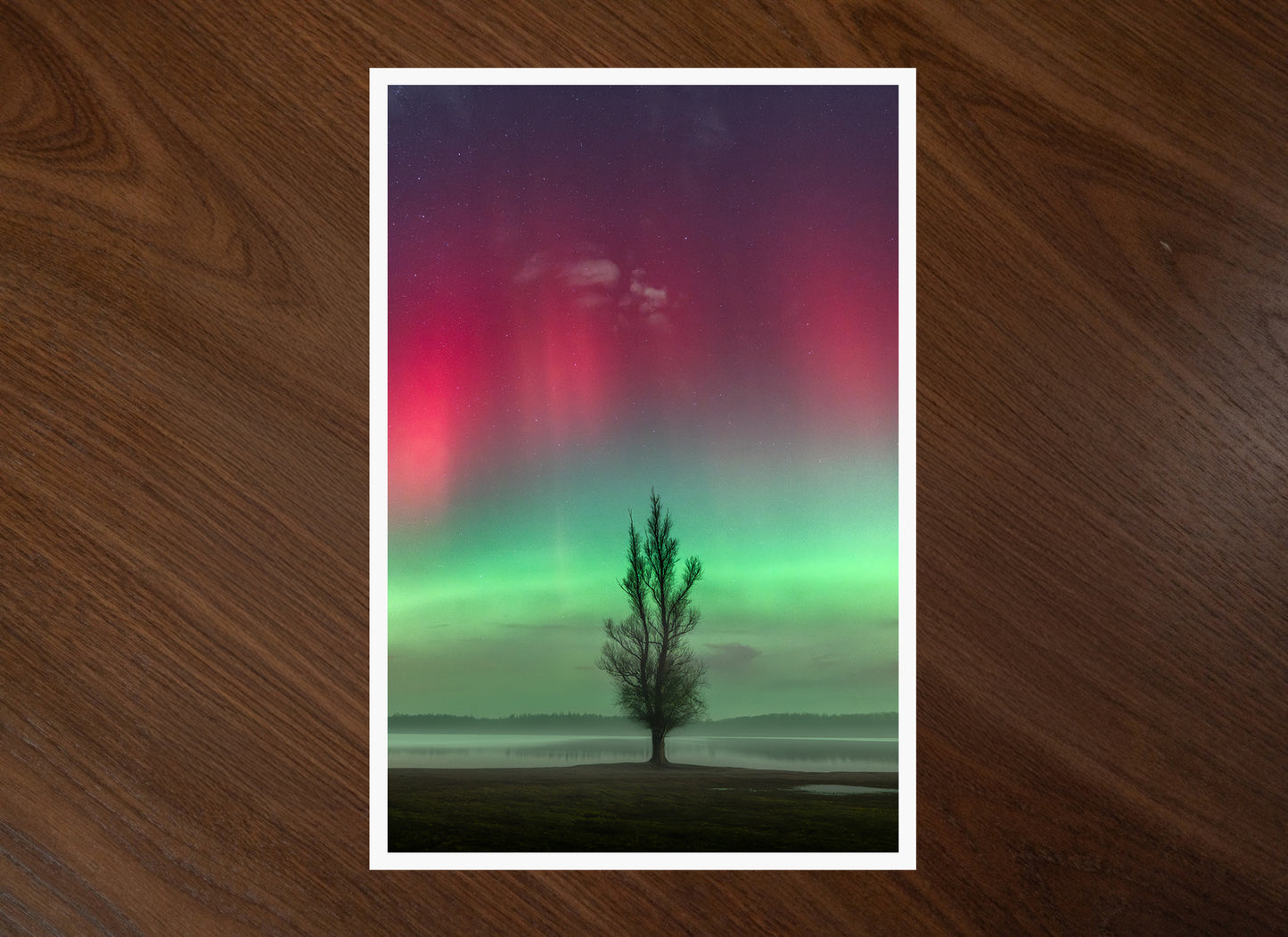 Aurora Tree