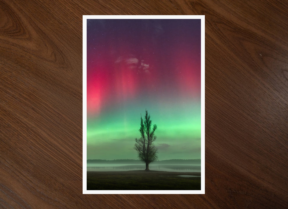 Aurora Tree – Beauty of the Netherlands