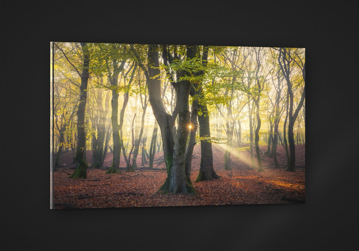 Autumn Forest acryl