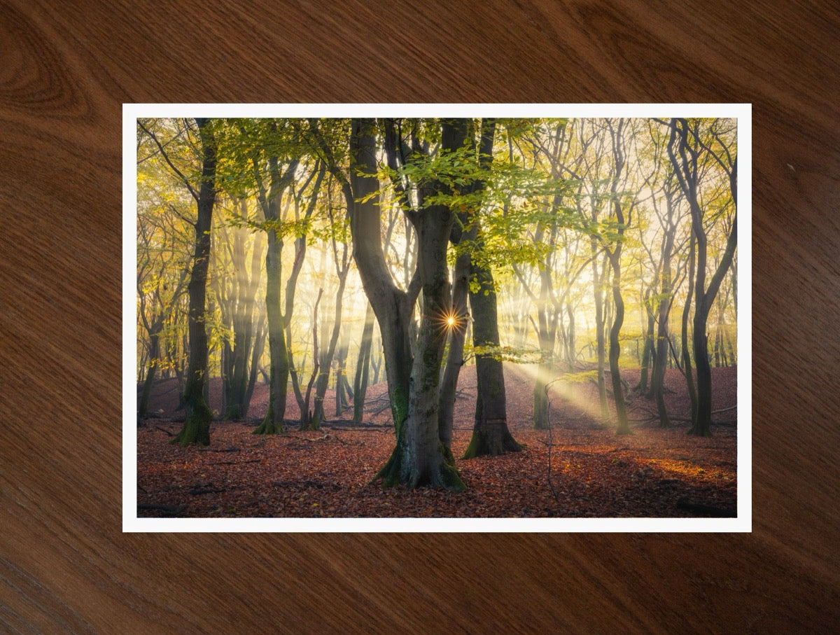 Autumn Forest print