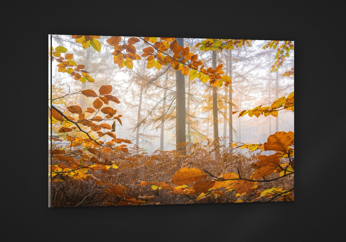 Autumn Light acryl