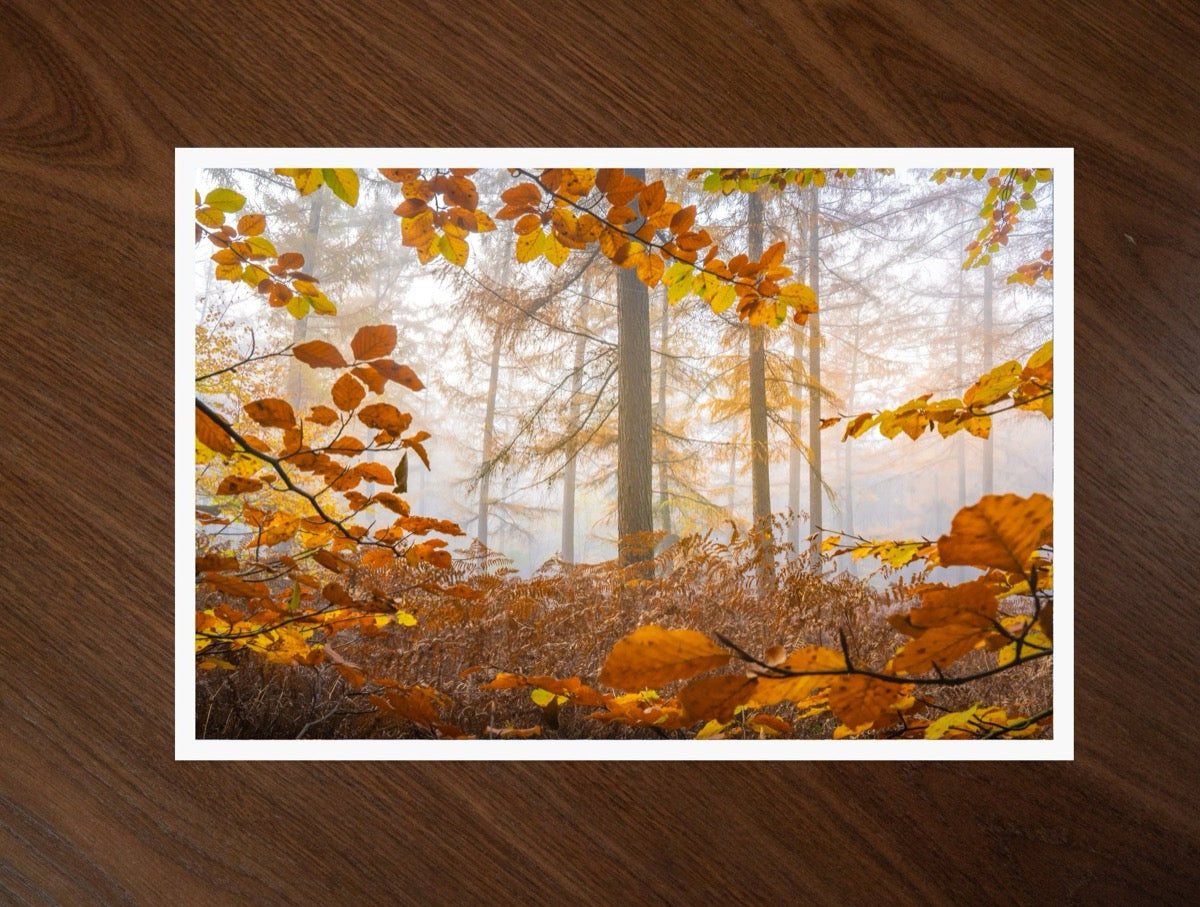 Autumn Light print