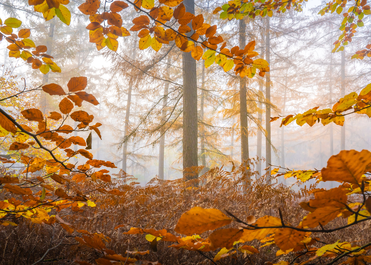 Autumn Light