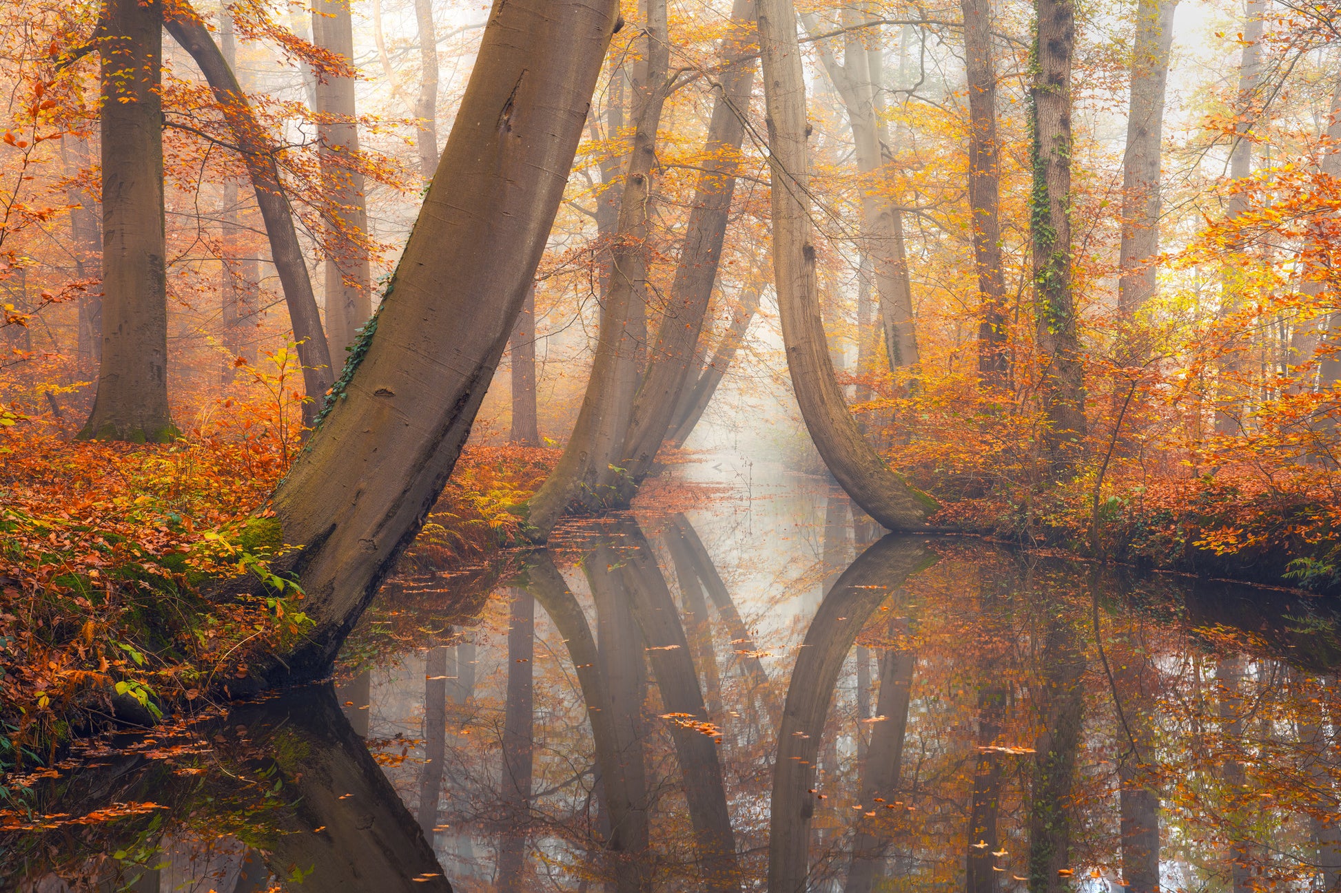 Autumn Mirror