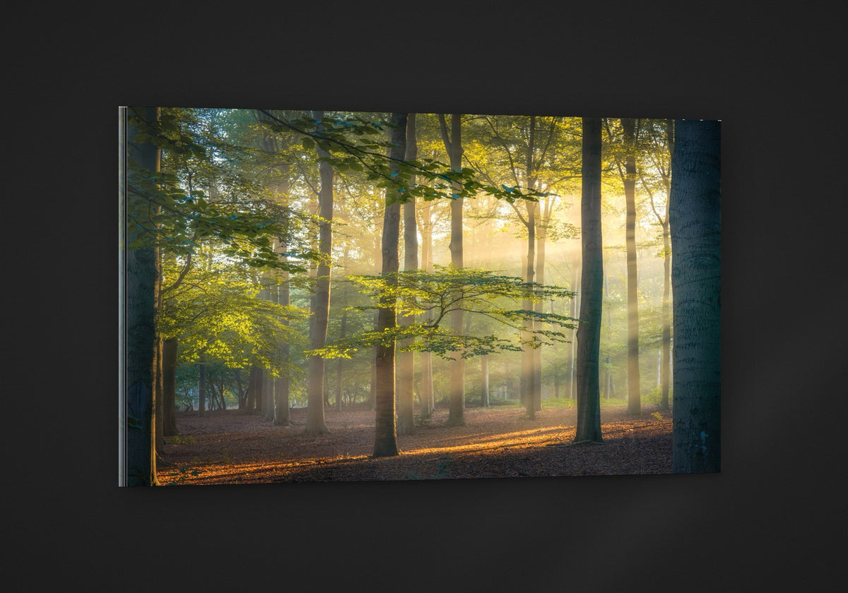 Beams in the Beech acryl