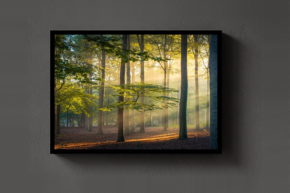 Beams in the Beech lijst
