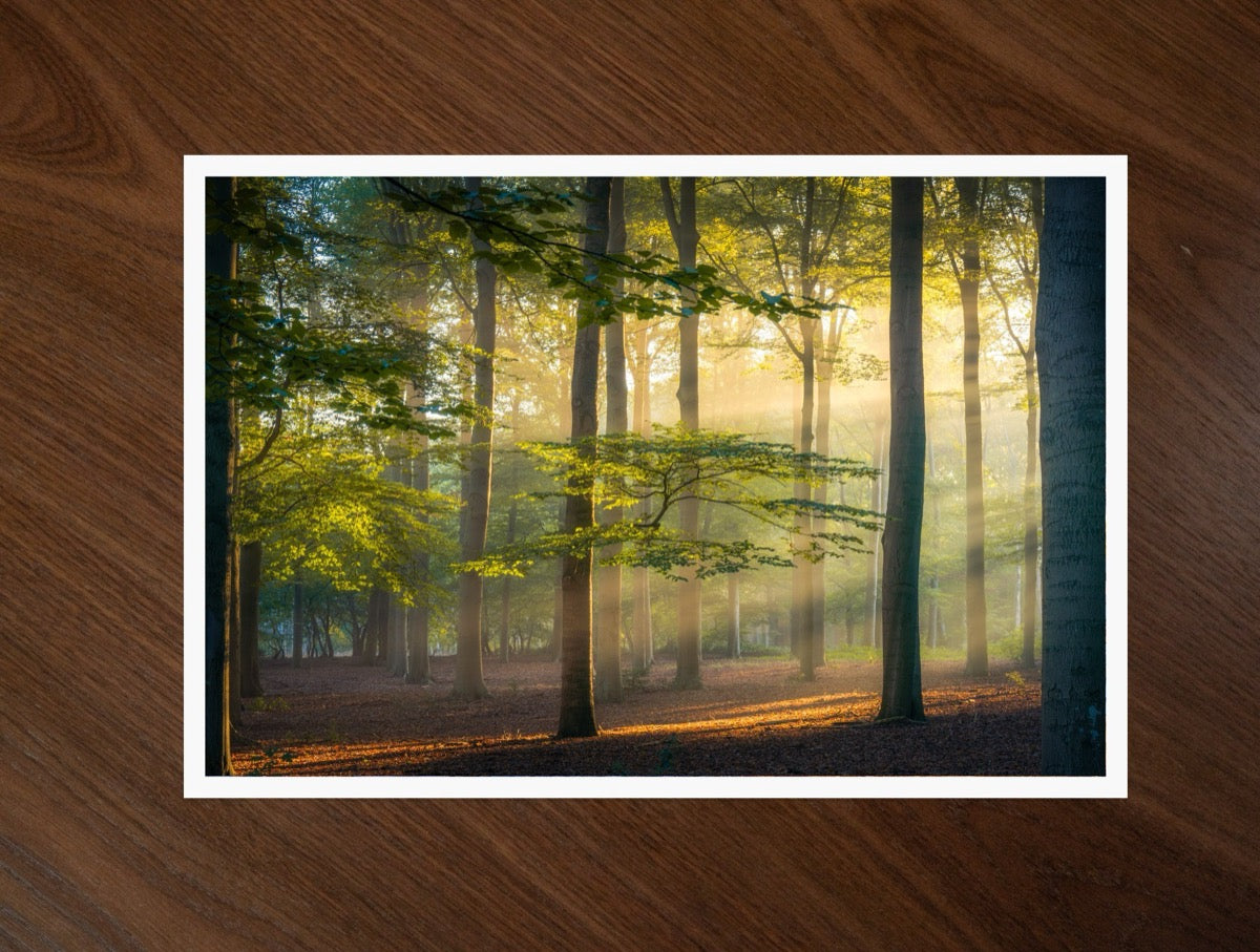 Beams in the Beech print