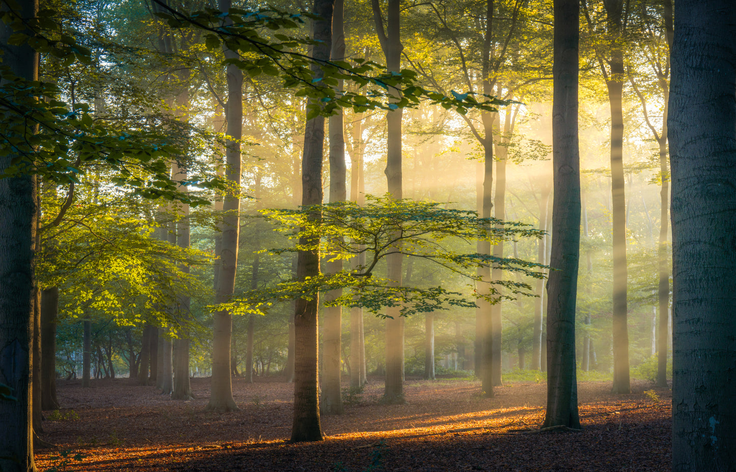 Beams in the Beech
