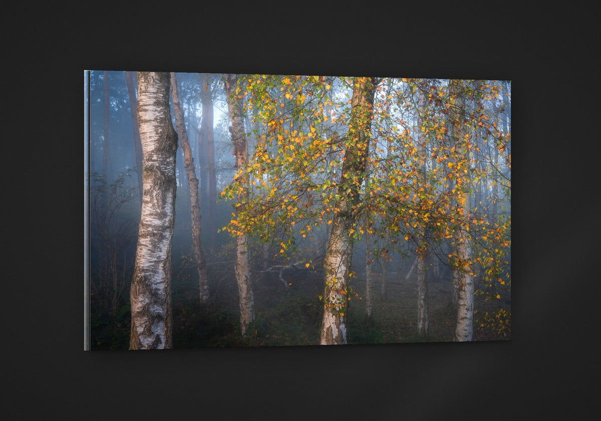Birch in Autumn acryl