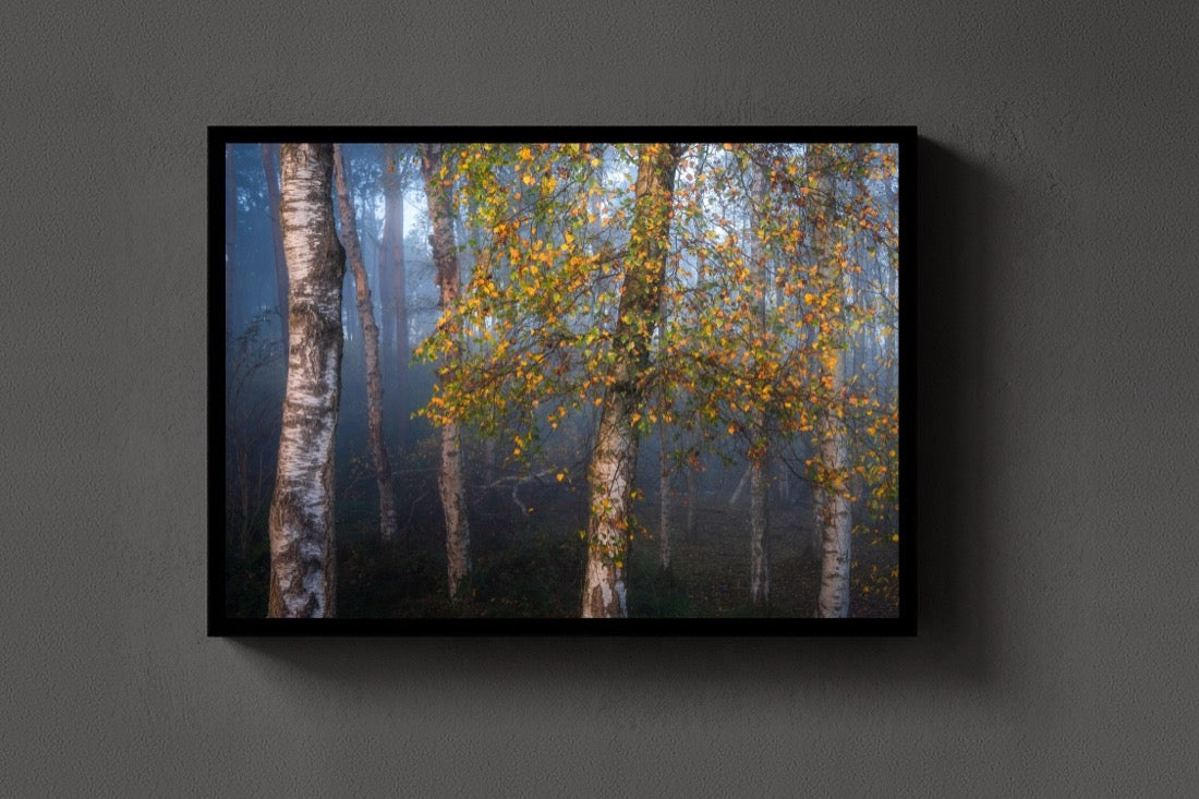 Birch in Autumn lijst