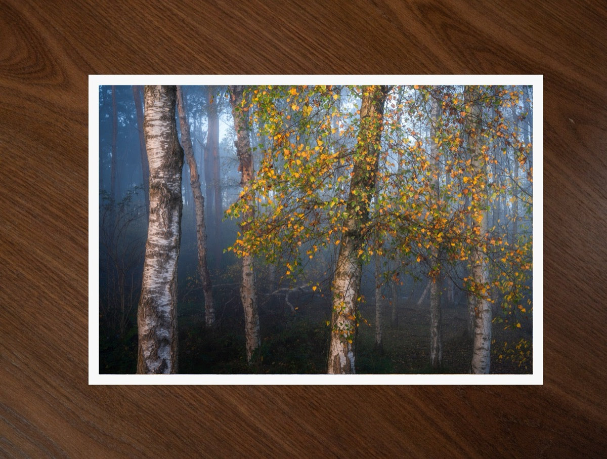 Birch in Autumn print