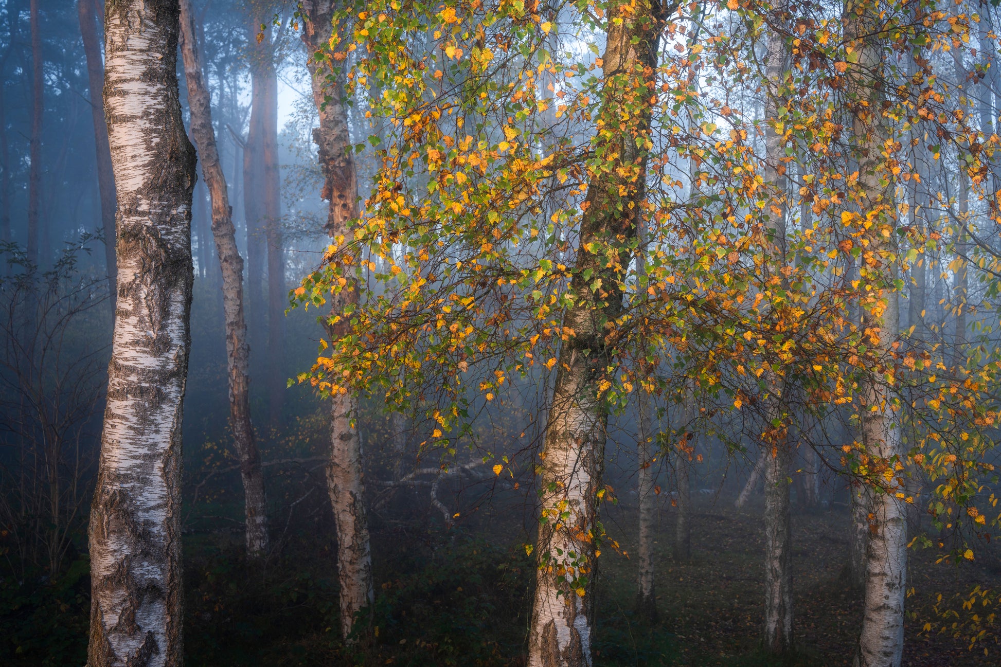 Birch in Autumn