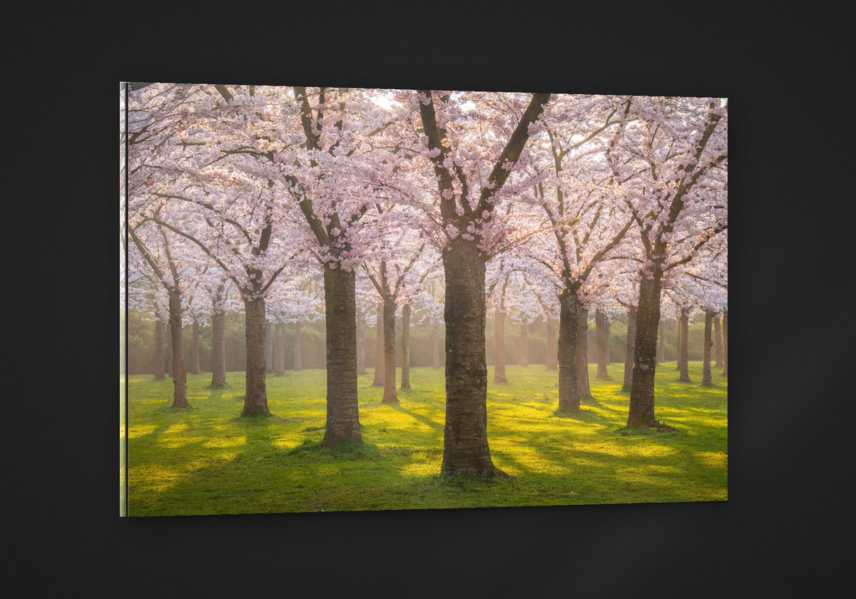 Blossom Avenue acryl