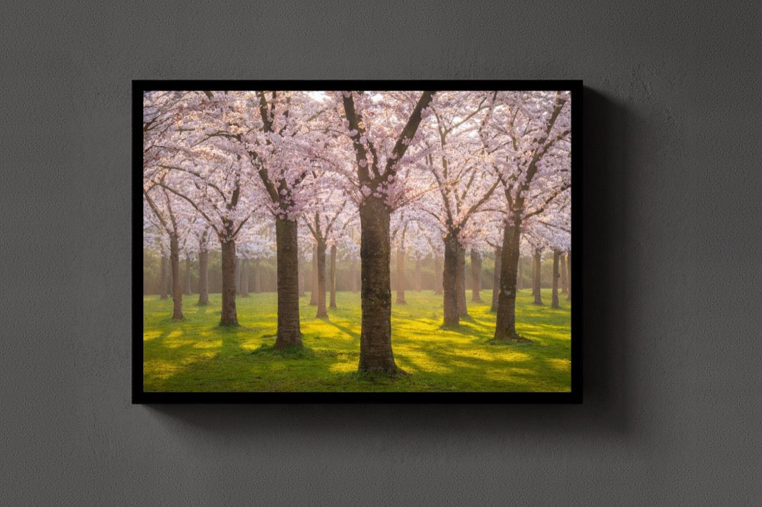 Blossom Avenue lijst