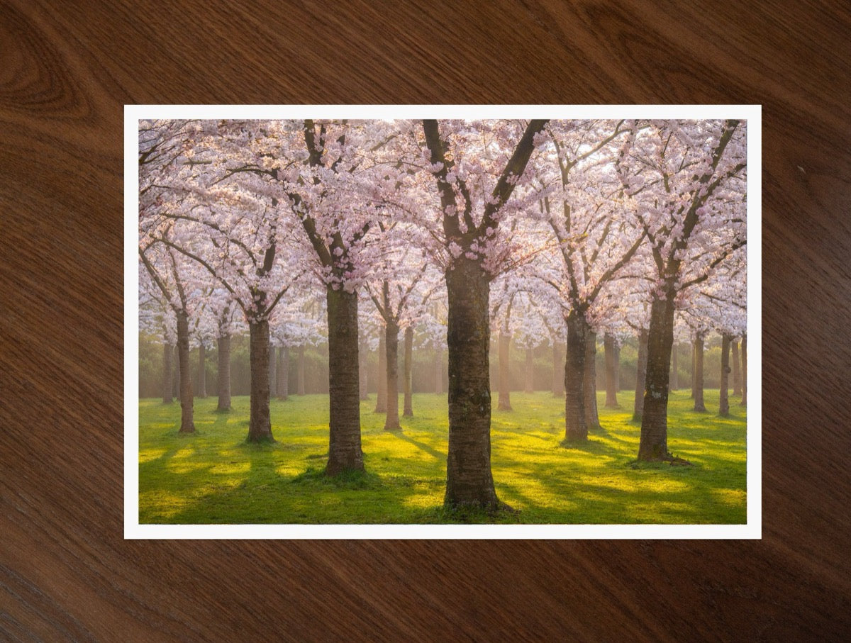 Blossom Avenue print