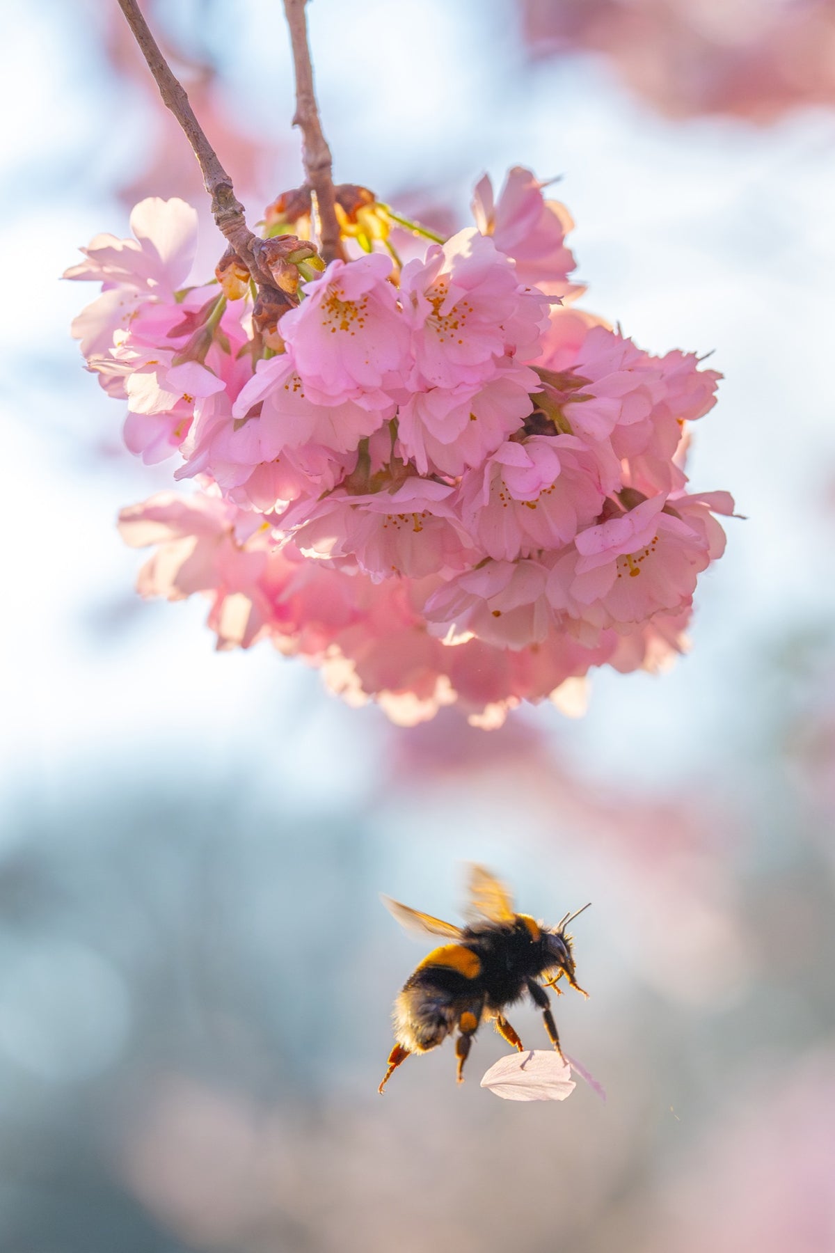 Blossom Bee