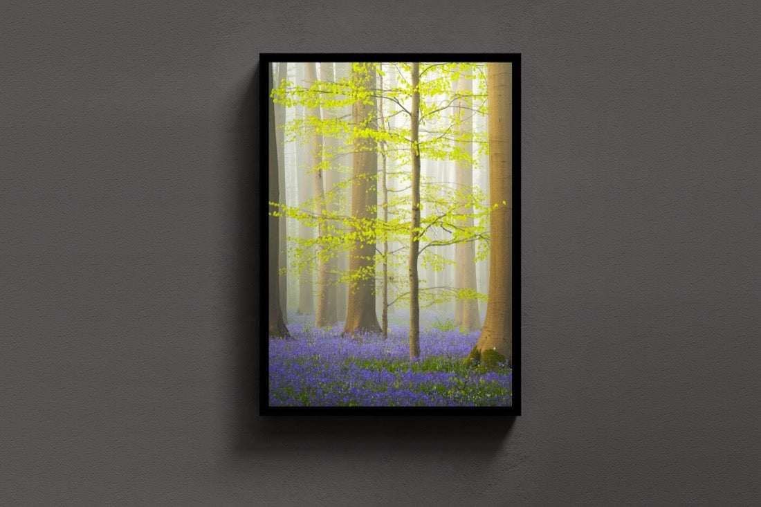 Bluebell Awakening lijst