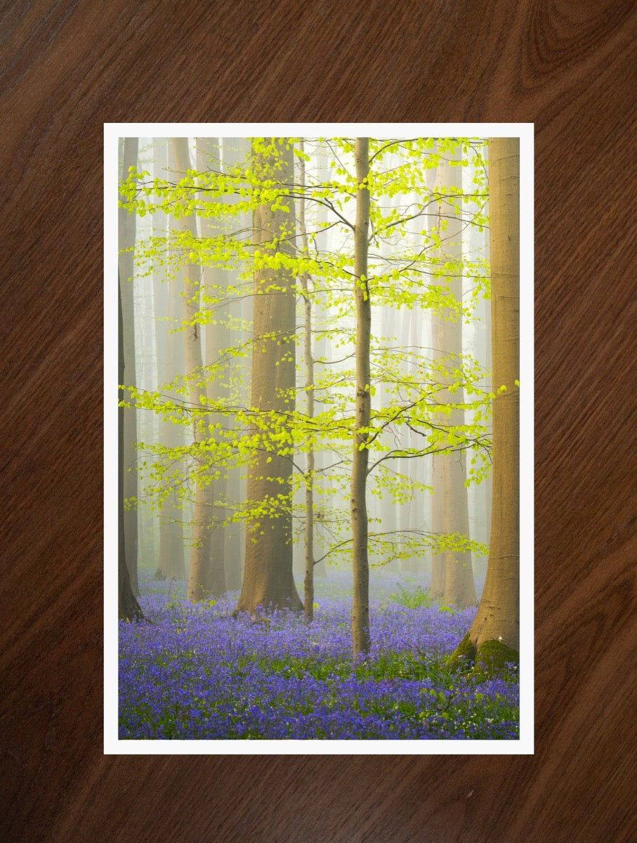 Bluebell Awakening print