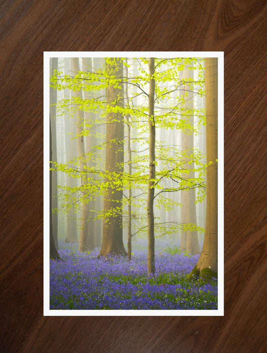 Bluebell Awakening print