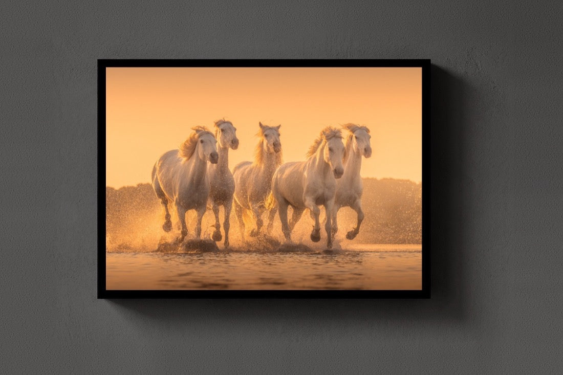 Camargue Gallop lijst