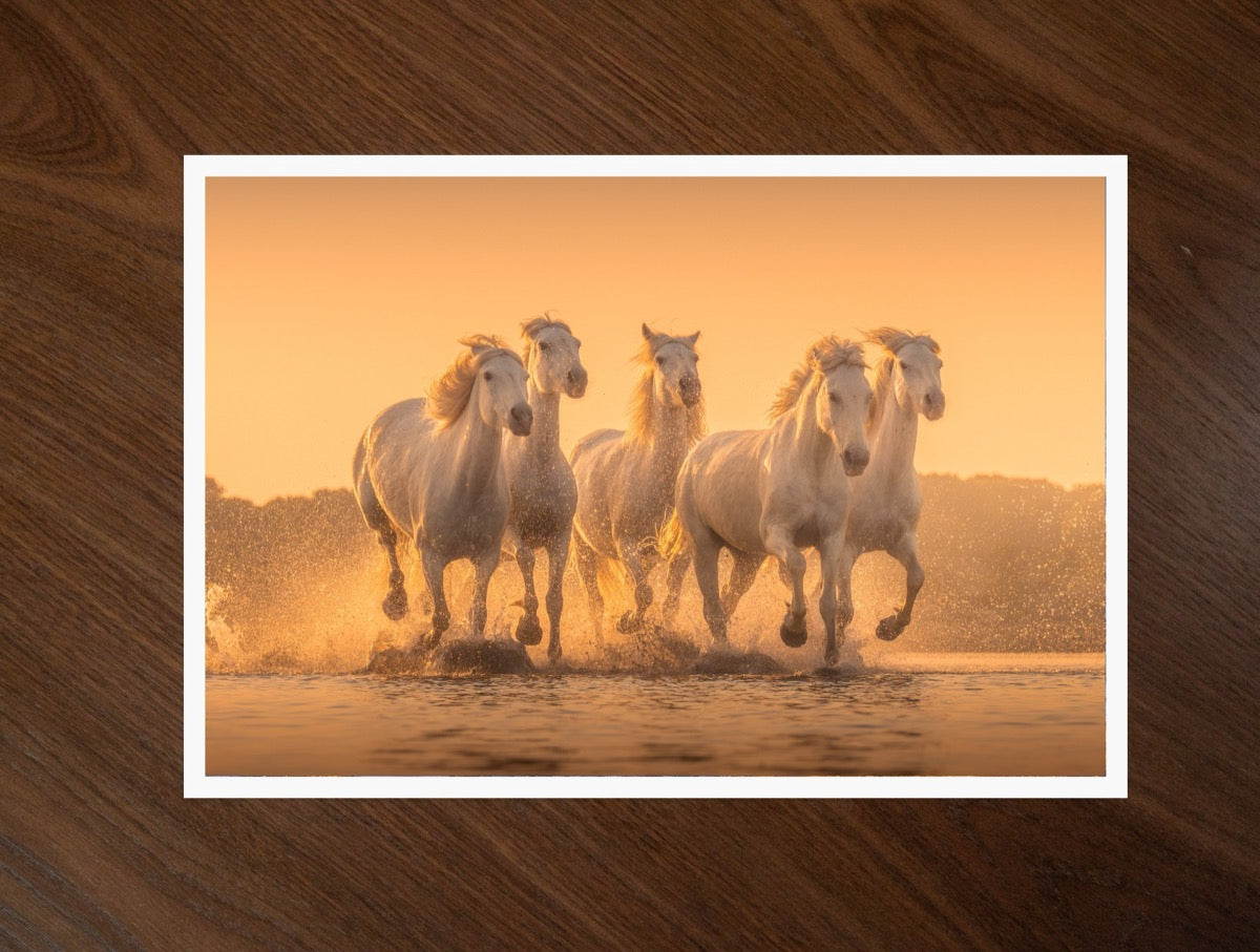 Camargue Gallop print