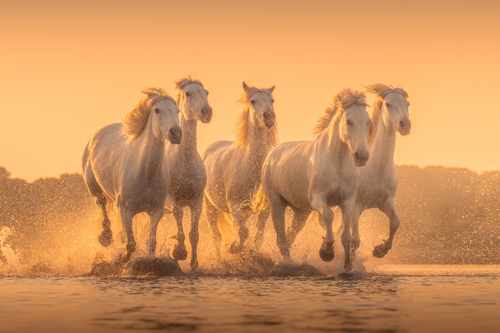 Camargue Gallop
