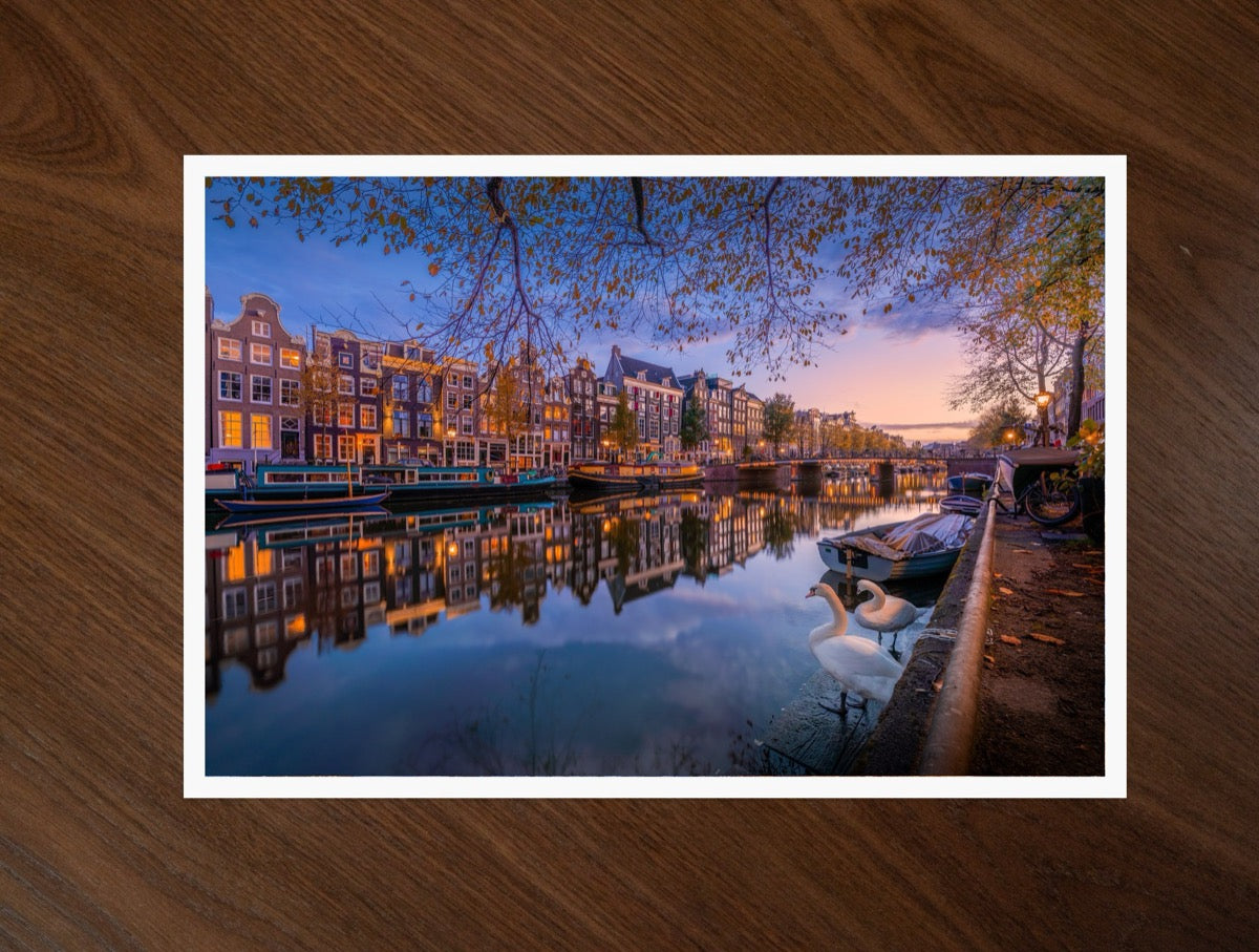 City of the Swans print