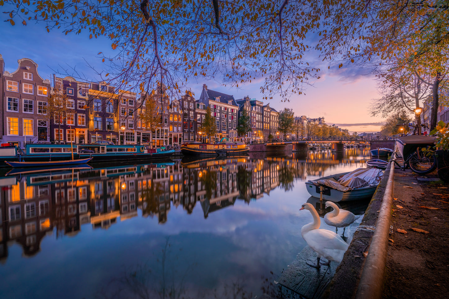 City of the Swans