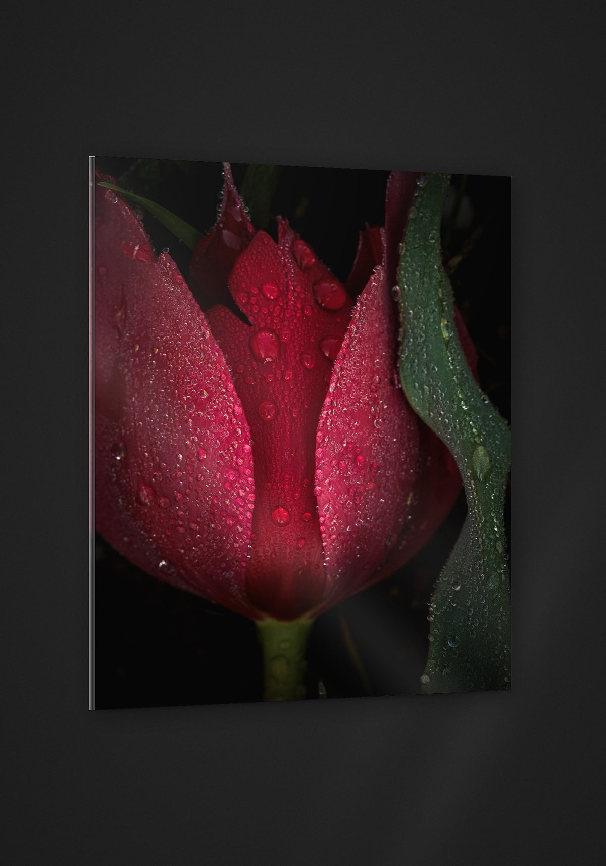 Crowned Tulip acryl