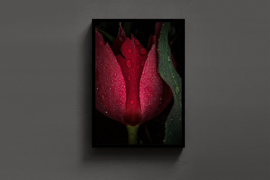 Crowned Tulip lijst