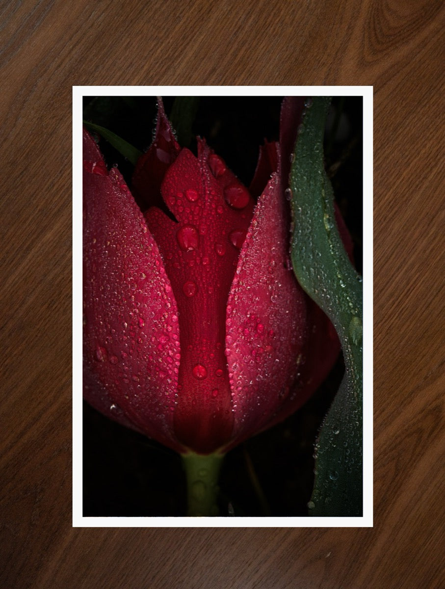 Crowned Tulip print