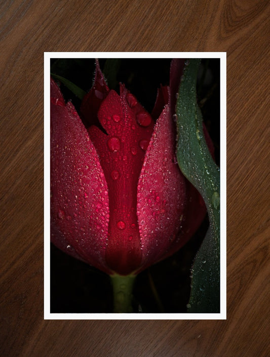 Crowned Tulip print