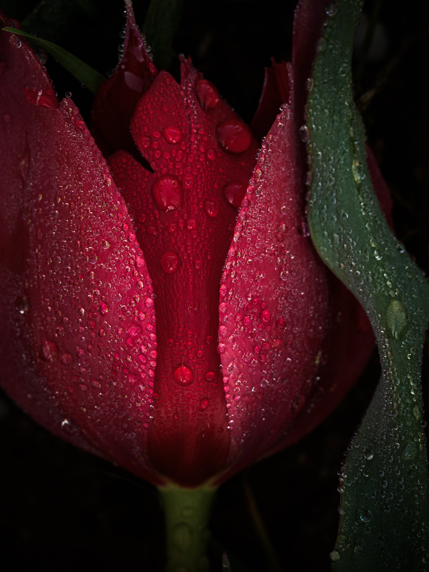Crowned Tulip