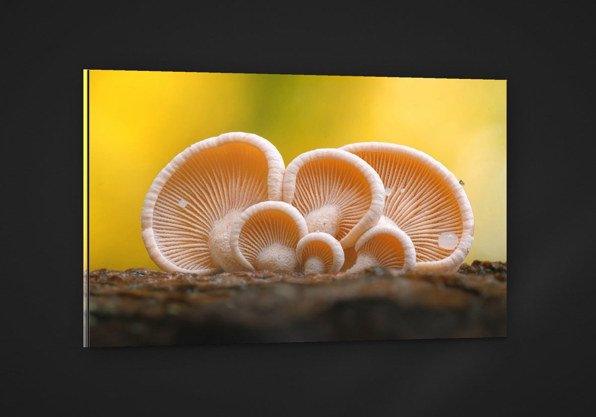 Earshrooms acryl