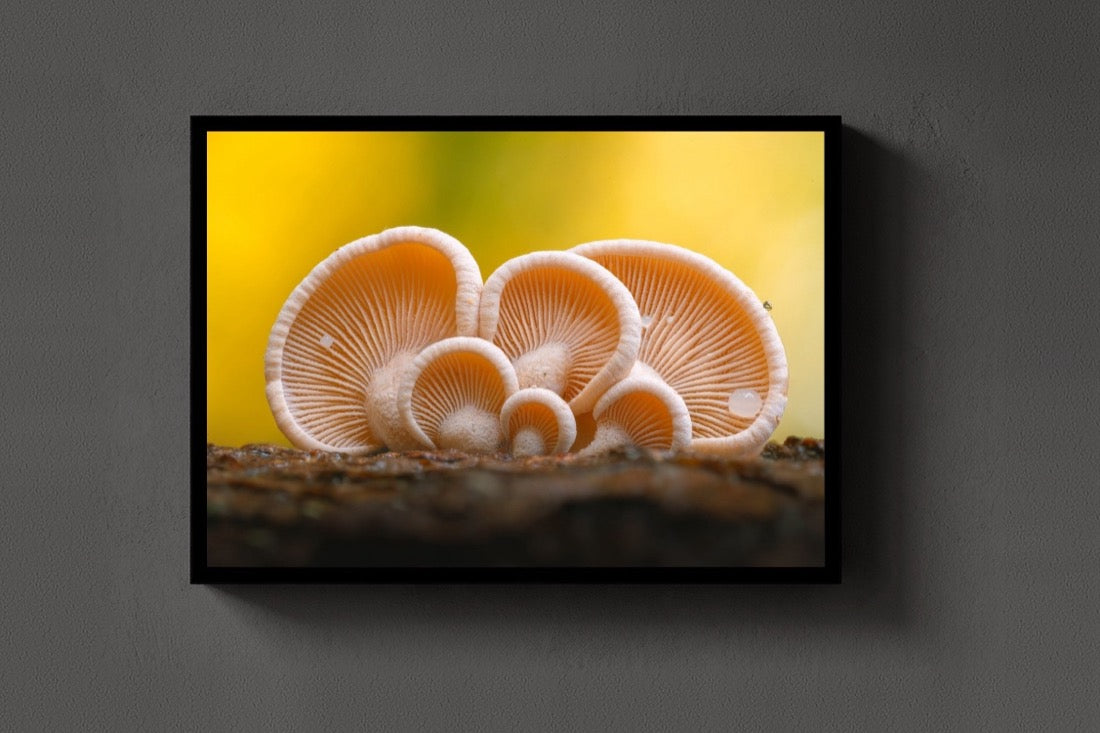 Earshrooms lijst