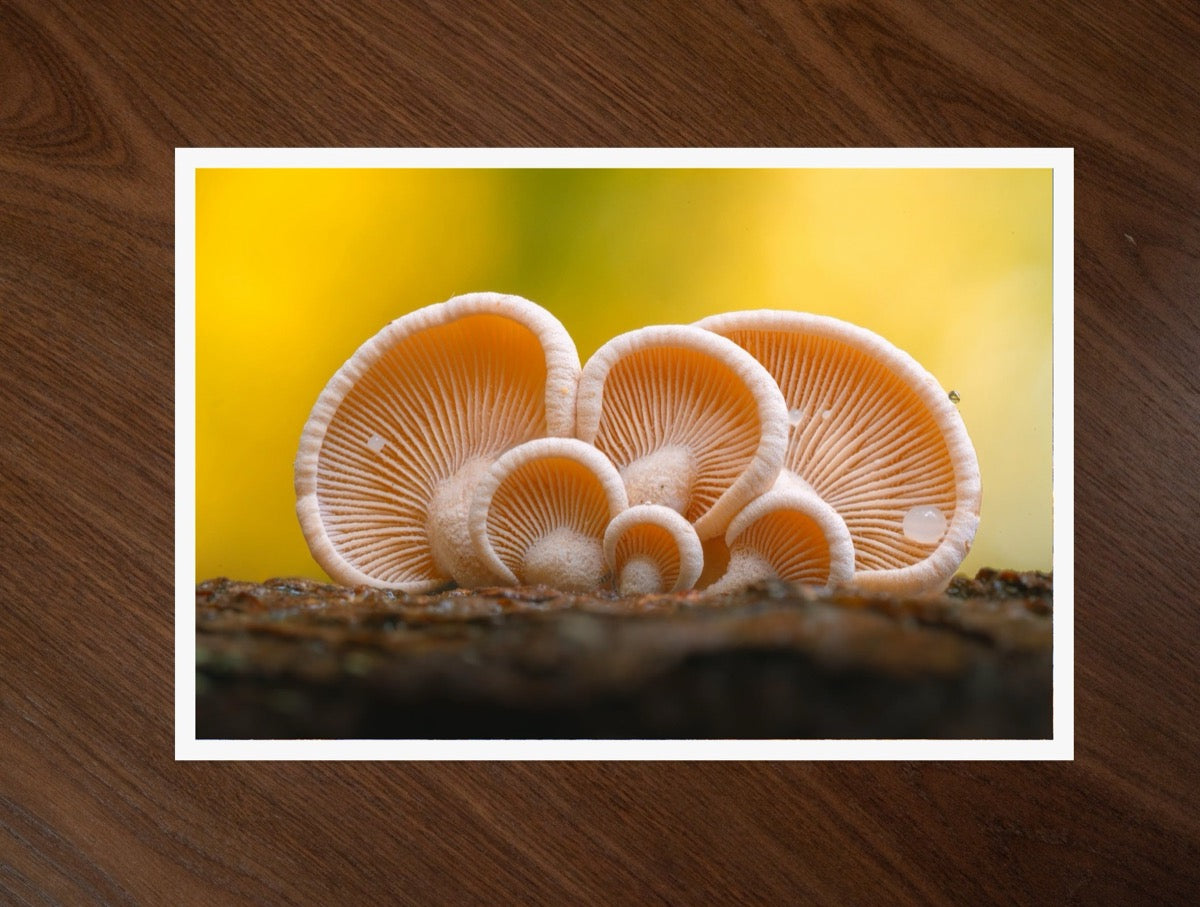 Earshrooms print