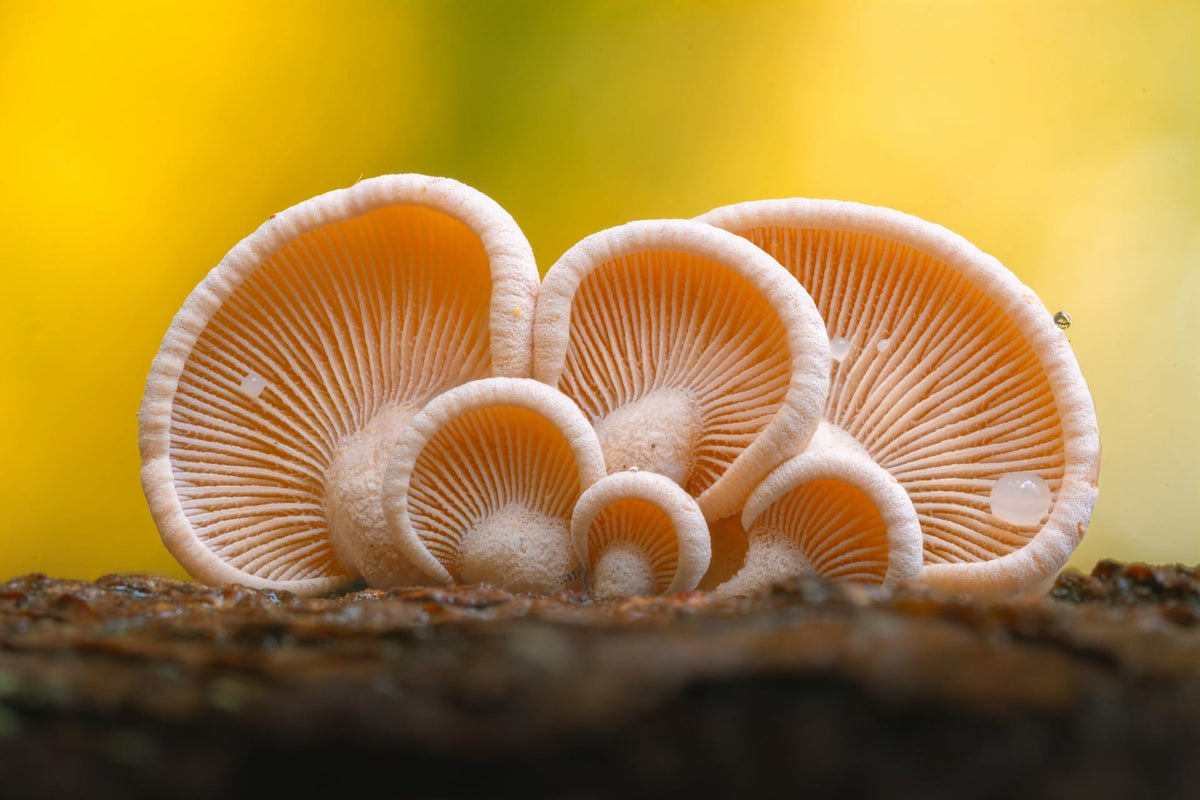 Earshrooms