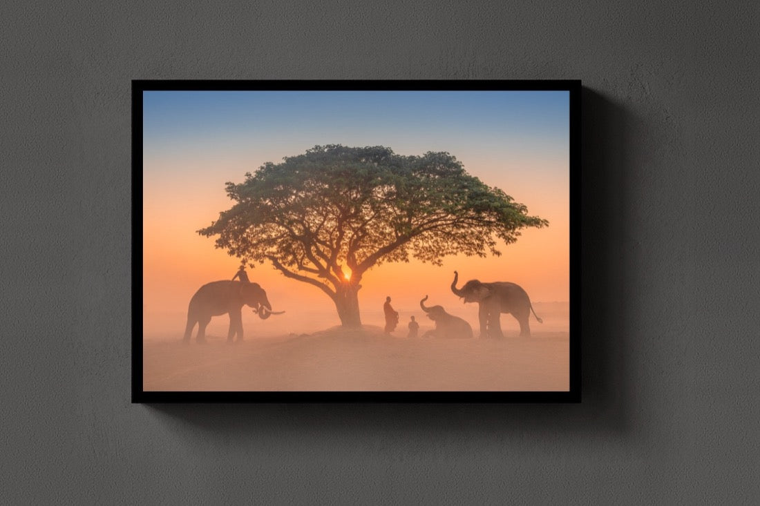 Elephants at Dawn lijst