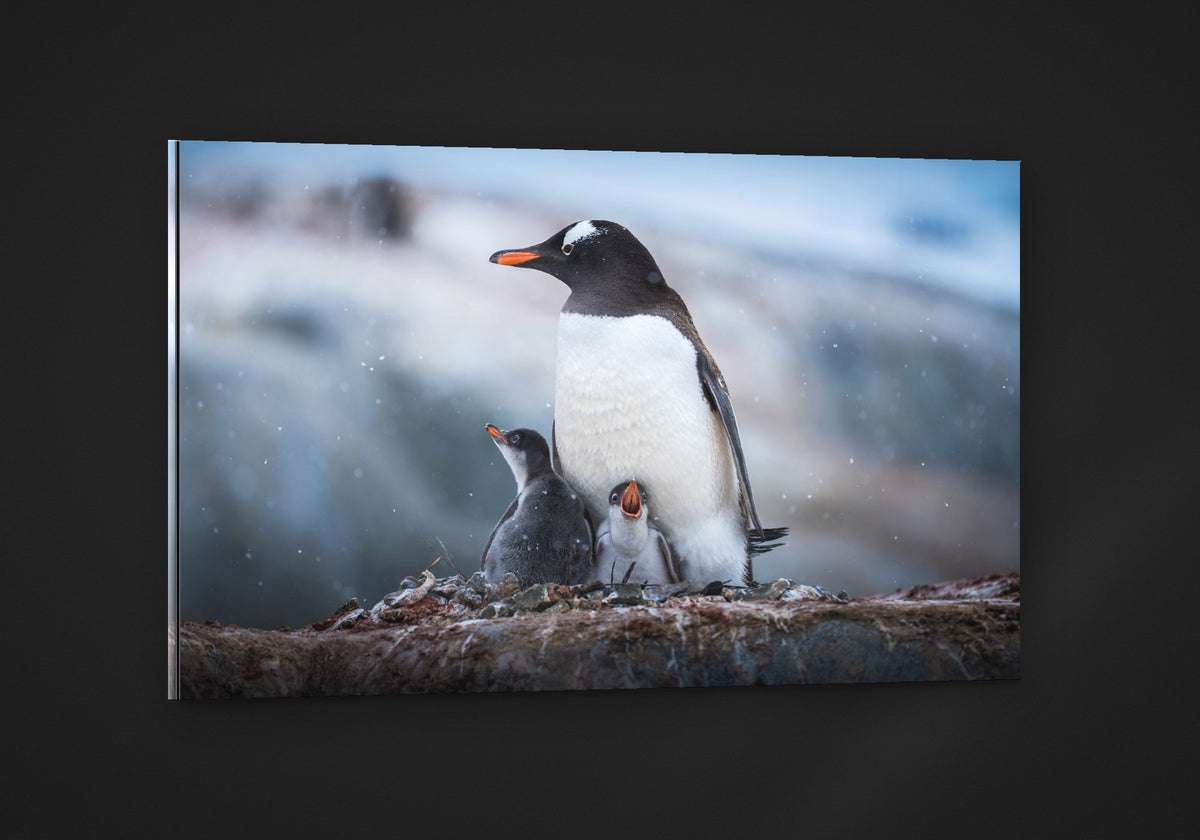 Family on the Rocks acryl