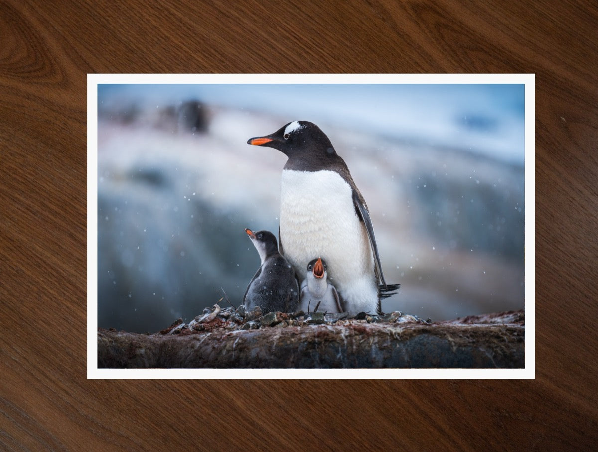 Family on the Rocks print