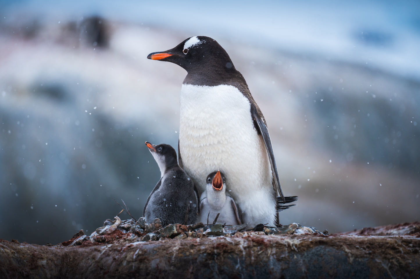 Family on the Rocks