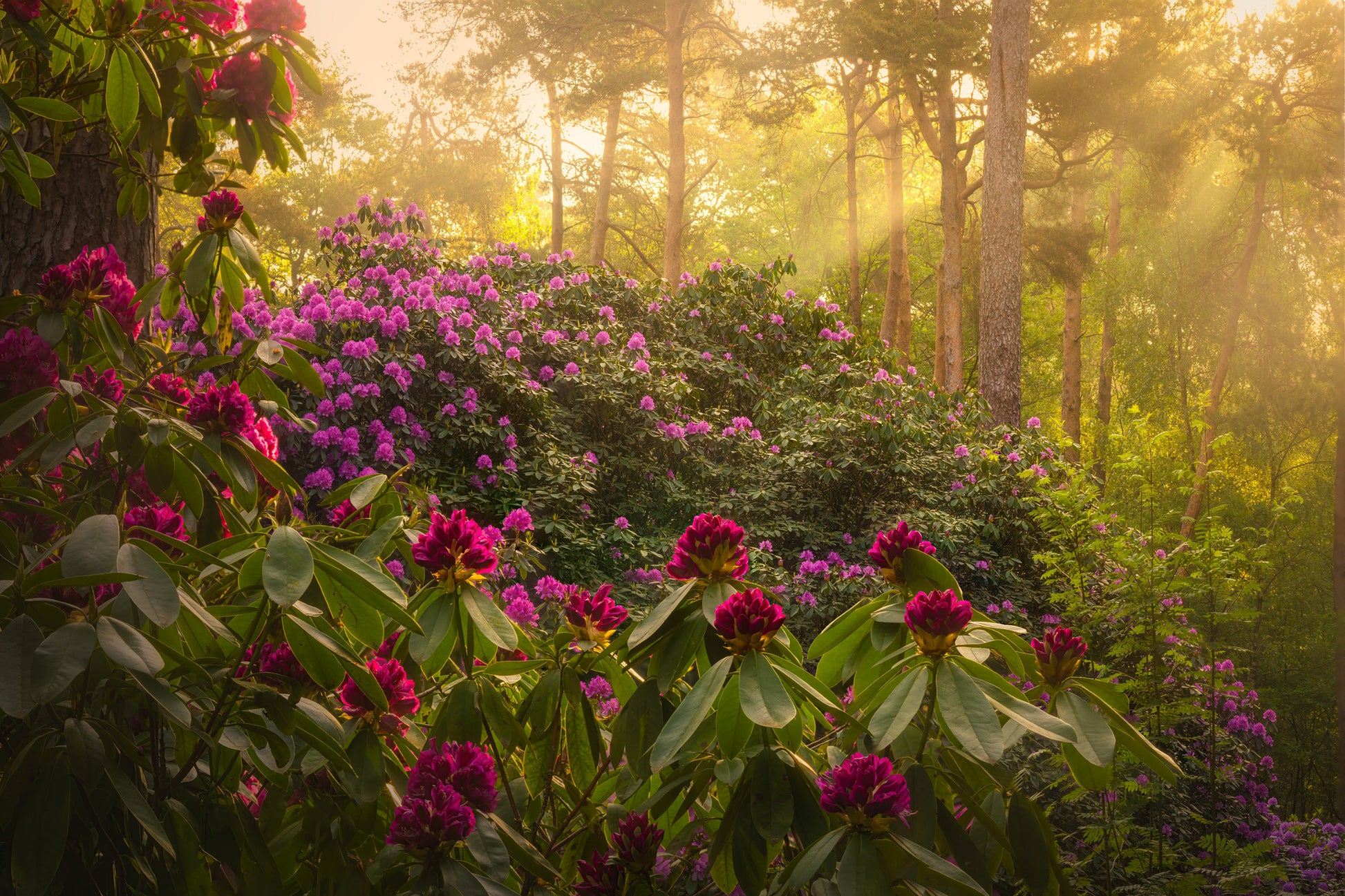 Flower Forest