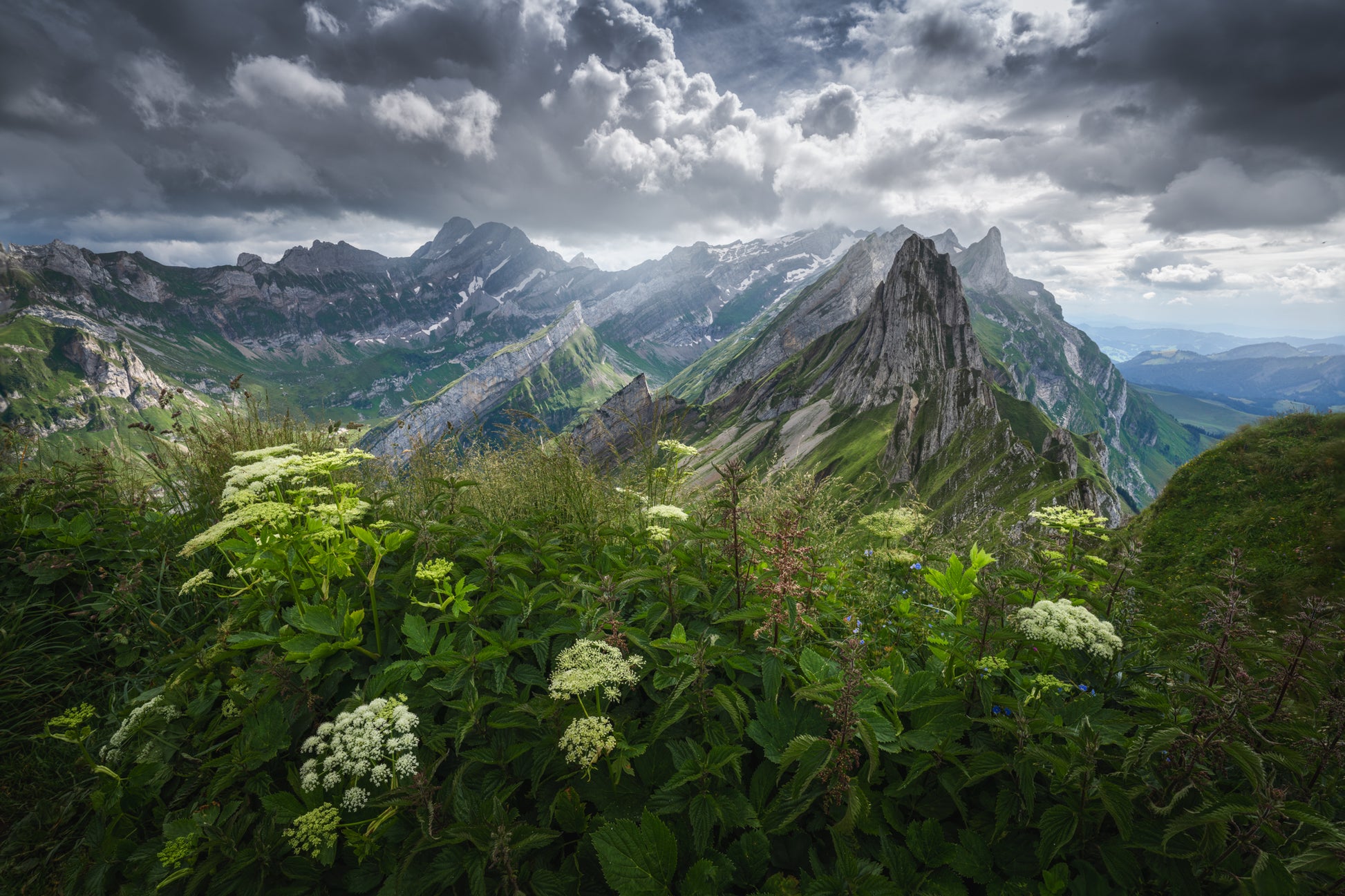 Flowers Below the Storm