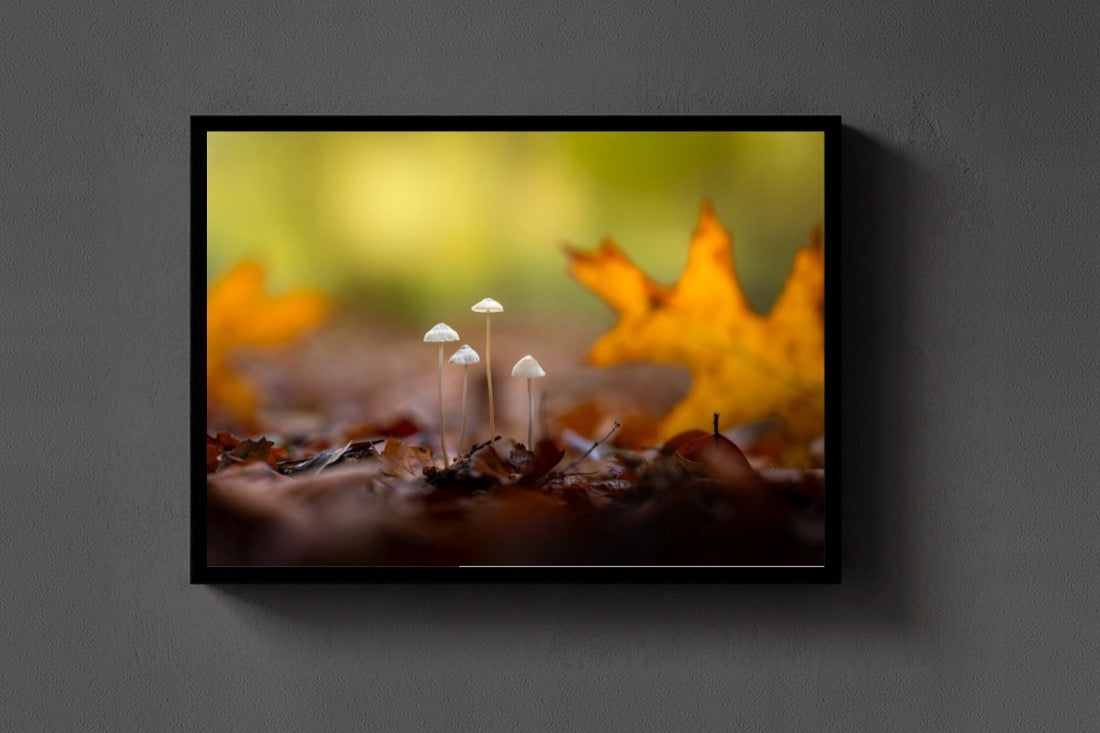 Four in the Leaves lijst