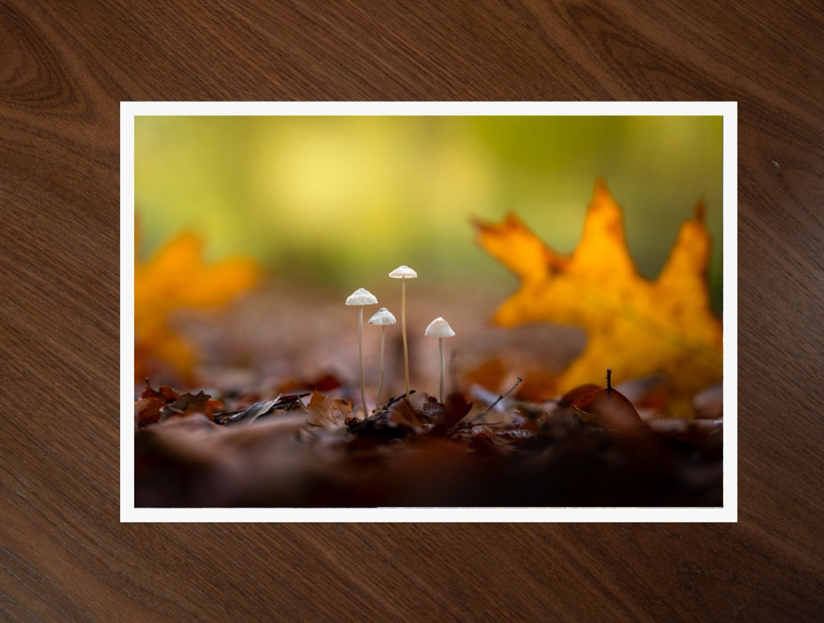 Four in the Leaves print