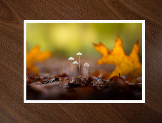 Four in the Leaves print