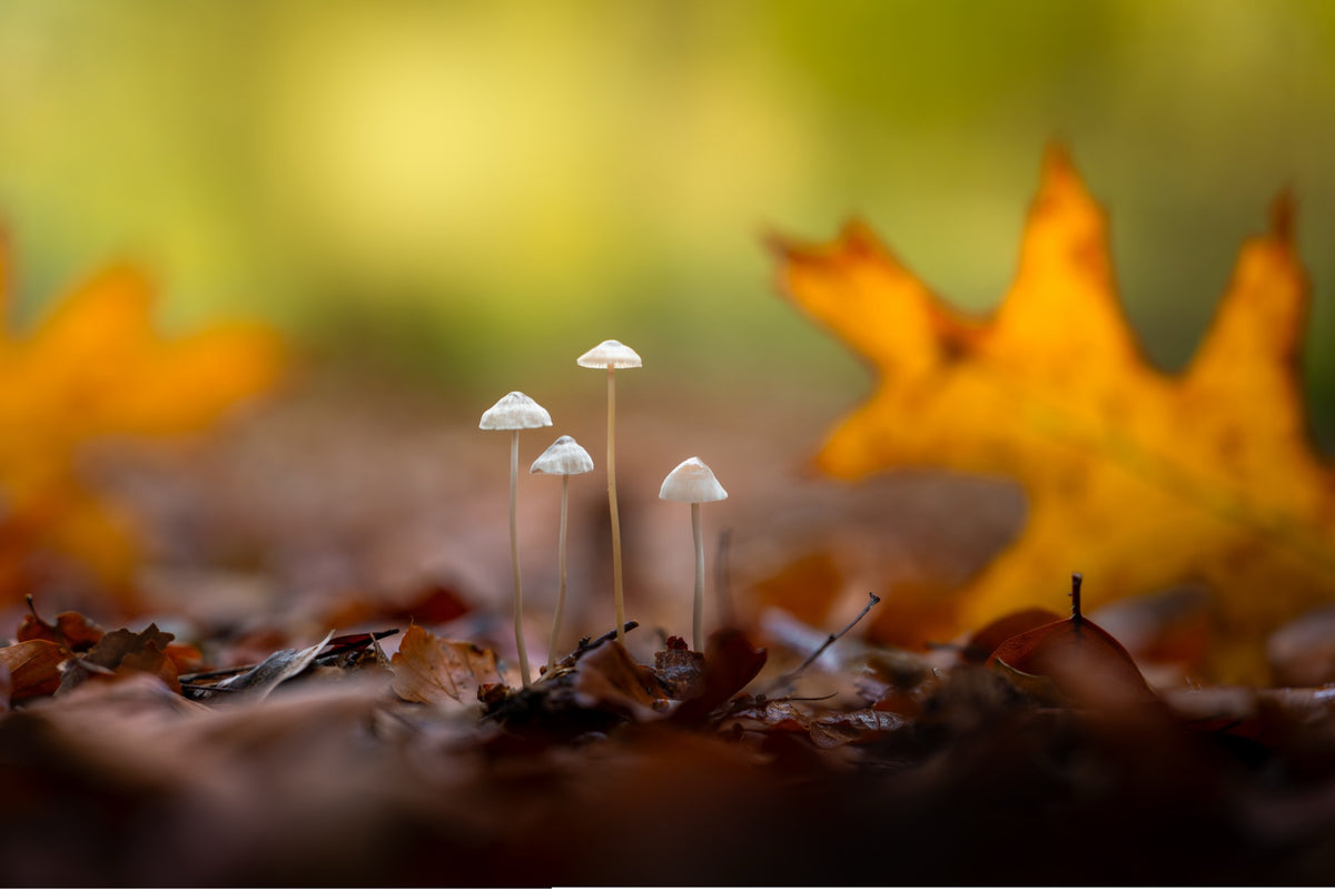Four in the Leaves
