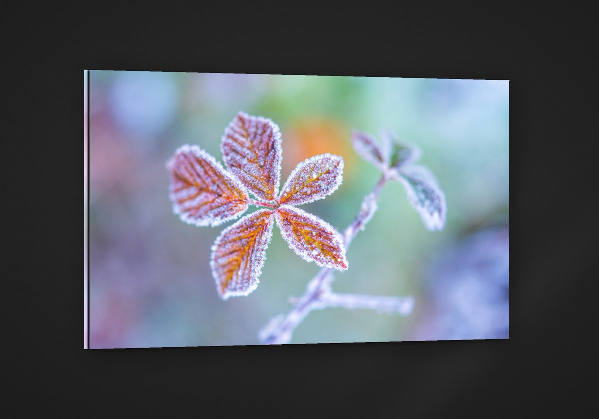 Frost Flowers acryl